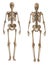 Skeleton front and rear view. Plastic layout of the human skeleton