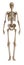 Skeleton front view. Plastic layout of the human skeleton on white background.