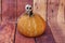 SKELETON FUNNY LAUGHING RISEN UP A PUMPKIN WITH WOODEN BOARDS BACKGROUND