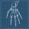 Skeleton hand vector. Sketch with hand bones on white background.