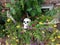 Skeleton head and bones Halloween decoration in flowers