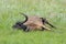 Skeleton and hide of a black wildebeest in the Golden Gate Highlands National Park