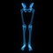 Skeleton: Hip, Femur, Tibia, Fibula, Ankle and Foot bones