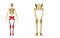 Skeleton: Hip, Femur, Tibia, Fibula, Ankle and Foot bones