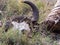 Skeleton and horns of a Cape Buffalo, in the Addo Elephant Park, South Africa.