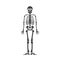 Skeleton human anatomy. Vector halloween black skeleton isolated on white