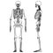 Skeleton human anatomy. Vector skeleton