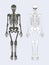 Skeleton of Human Body Set Vector Illustration