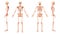 Skeleton Human front back two sides view with arms open pose ventral, lateral, and dorsal views. Set of realistic