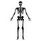 Skeleton Human silhouette body bones - hands, chests, heads, vertebra, pelvis, Thighs front Anterior ventral view flat