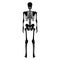 Skeleton Human silhouette body bones - hands, legs, chests, vertebra, pelvis, Thighs back Posterior dorsal view flat