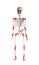 Skeleton isolated on white background. Joint pain. Human layout with red spots. Arthritis consequences. Health problems