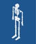 Skeleton isometric isolated. 3D Skull and Bones. Pelvic bone and
