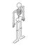 Skeleton isometric isolated. 3D Skull and Bones. Pelvic bone and