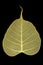 Skeleton leaf