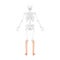 Skeleton leg tibia, fibula Foot Human back view with two arm open poses with partly transparent bones position realistic