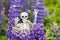 Skeleton in the lupins. The concept on the theme of allergies in people during the flowering period of various plants