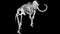 Skeleton mammoth elephant turning on black background