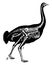Skeleton of Ostrich vintage illustration