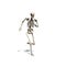Skeleton runs - isolated on white background