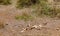 Skeleton in the savannah of Tsavo East