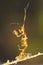 Skeleton shrimp