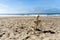 Skeleton sits on the beach watching the ocean