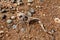 Skeleton of a smooth dogfish on a shingle beach