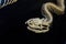 The skeleton of snake back background