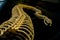 The skeleton of snake in the black background