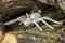 Skeleton Spider with red eyes in wood pile. Concept of scary creatures for Halloween