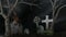 Skeleton in a spooky cemetery