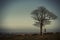 Skeleton standing next to the lonely oak tree