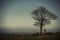 Skeleton standing next to the lonely oak tree.