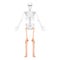 Skeleton Thighs and legs lower limb Human front view with partly transparent bones position. Anatomically correct fibula