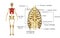 Skeleton of thorax