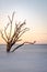 Skeleton tree in the ocean