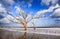Skeleton Trees on Coast Charleston South Carolina