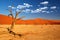 Skeleton Trees of Dead Vlei valley. Picturesque Deadvlei desert landscape, dead trees against huge red dunes of famous Sossusvlei