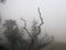 Skeleton trees in fog,