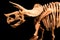 Skeleton of Triceratops . isolate background