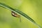 Skeletonizing Leaf Beetle genus Trirhabda on Underside of Leaf