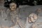 Skeletons in Boat Sheds, Herculaneum Archaeological Site, Campania, Italy