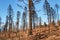 Skeletons of burned trees after a forest fire