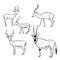 Sketch African Antelopes. Vector illustration