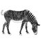 Sketch african zebra on a white background