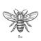 Sketch of bee or hand drawn wasp. Insect, honeybee