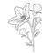sketch bell flower drawing, Vector sketch of bell flowers. Vector illustration of a Beautiful Creeping Bellflower