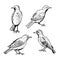 Sketch birds on white background