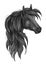 Sketch of black purebred horse head